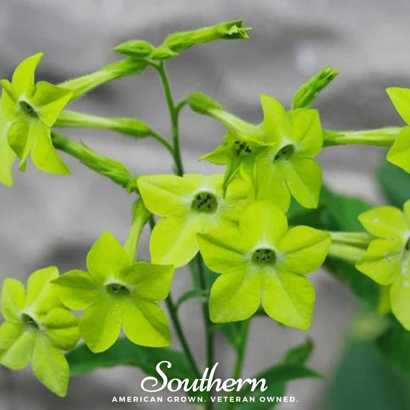 Load image into Gallery viewer, Lime Green Nicotiana – 100 Seeds
