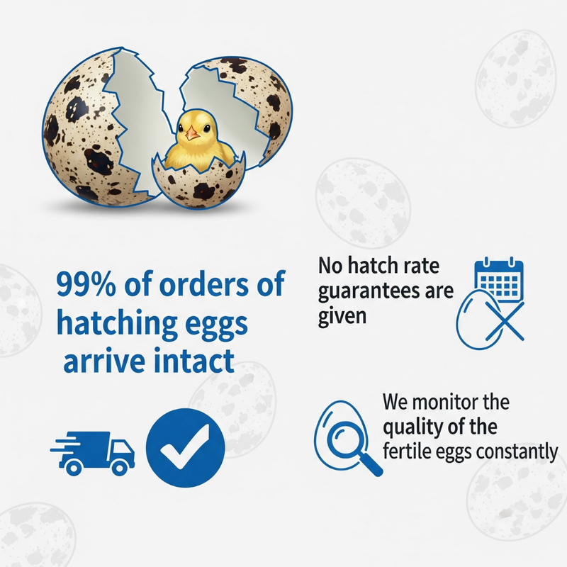 Load image into Gallery viewer, Midnight Velvet Quail Hatching Eggs – Premium Tibetan &amp; Rosetta Coturnix Breeding Stock
