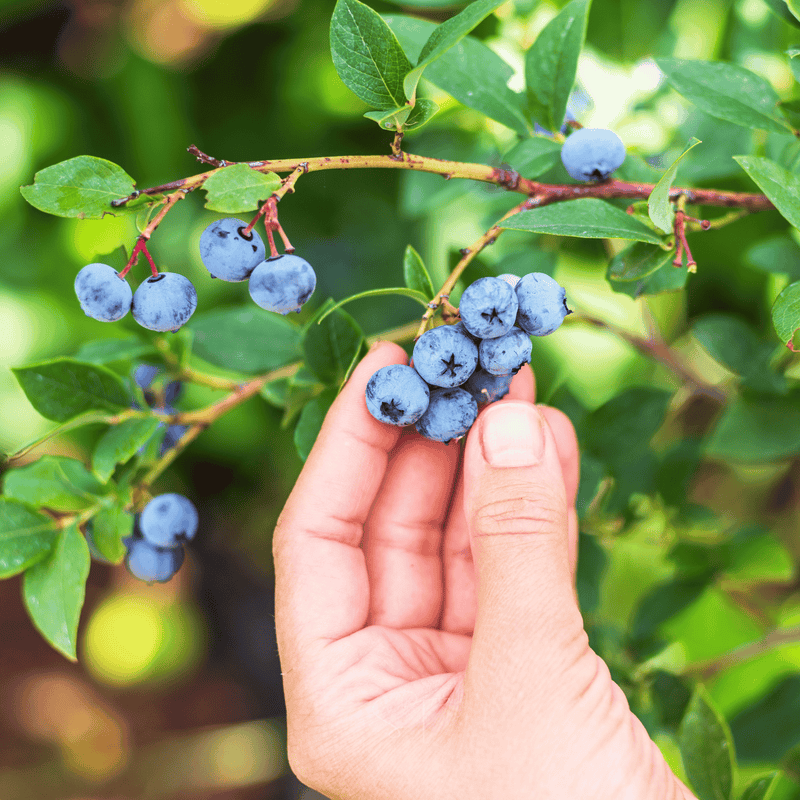 Load image into Gallery viewer, Northern Highbush Blueberry – 50 Seeds
