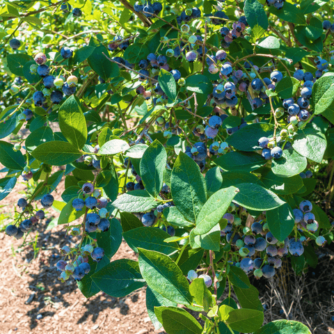 Northern Highbush Blueberry – 50 Seeds, additional product view 2