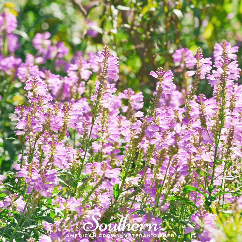 Load image into Gallery viewer, Obedient Plant – 25 Seeds

