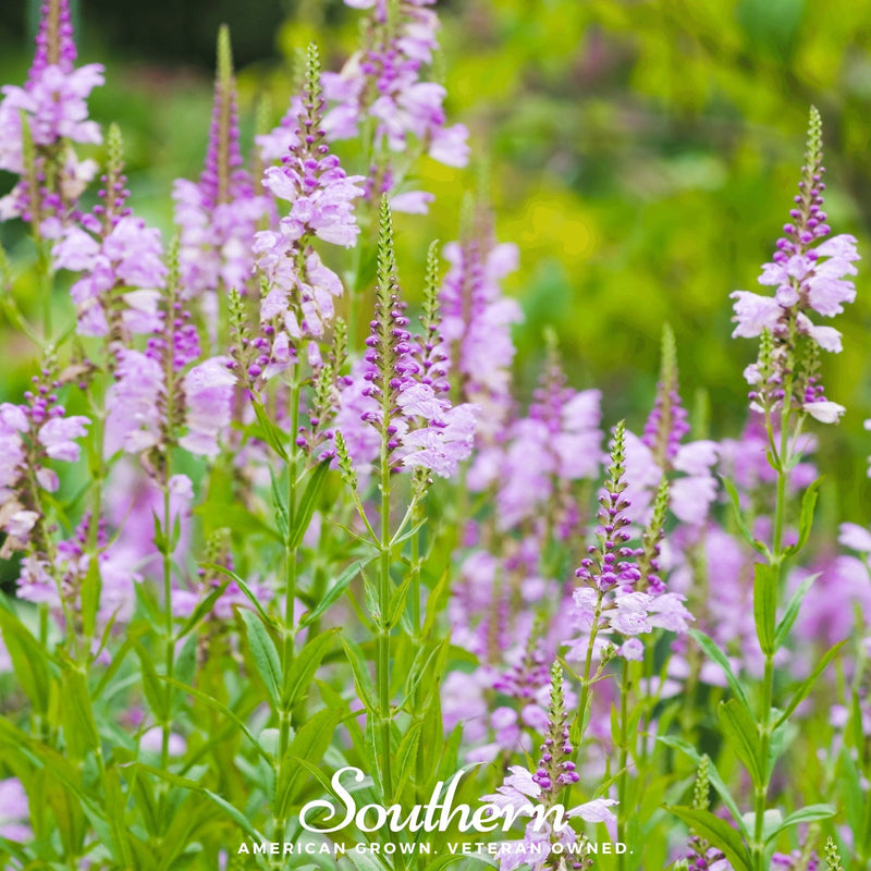 Load image into Gallery viewer, Obedient Plant – 25 Seeds
