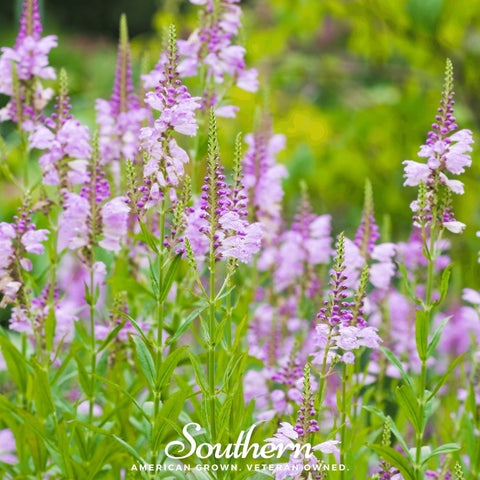 Obedient Plant – 25 Seeds, additional product view 2