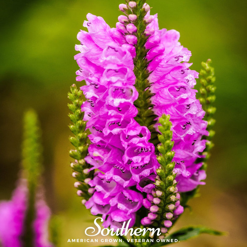 Load image into Gallery viewer, Obedient Plant – 25 Seeds
