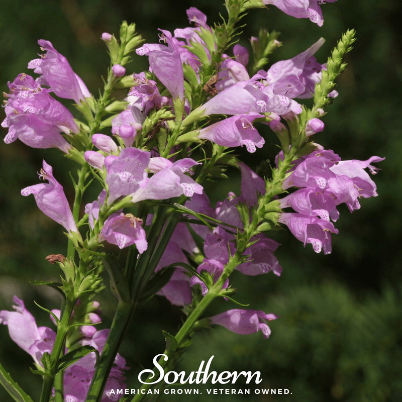 Load image into Gallery viewer, Obedient Plant – 25 Seeds
