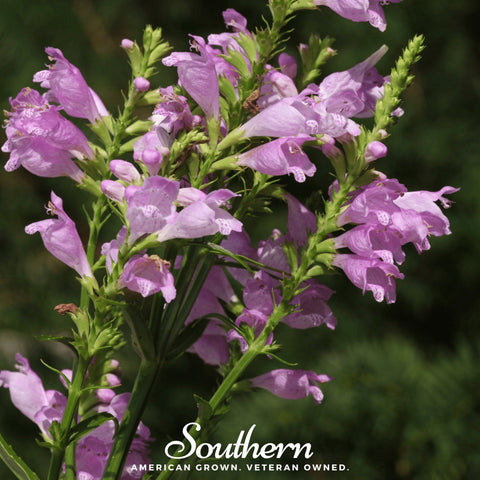 Obedient Plant 25 Seeds