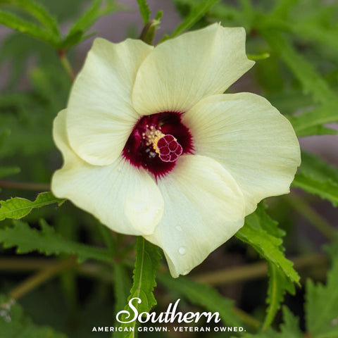 Clemson Spineless Okra – 50 Seeds, additional product view 2