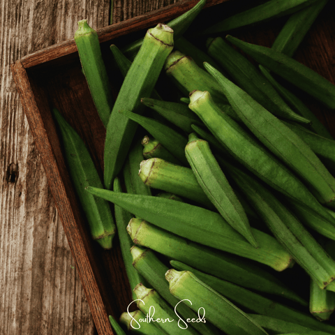 Jambalaya Okra 50 Seeds
