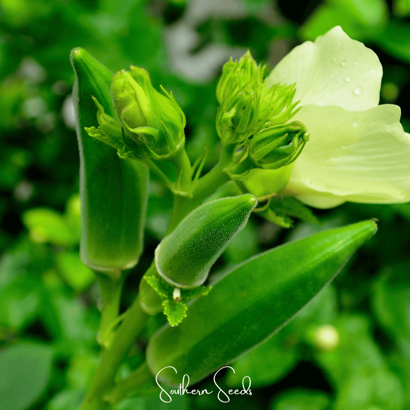 Load image into Gallery viewer, Jambalaya Okra – 50 Seeds
