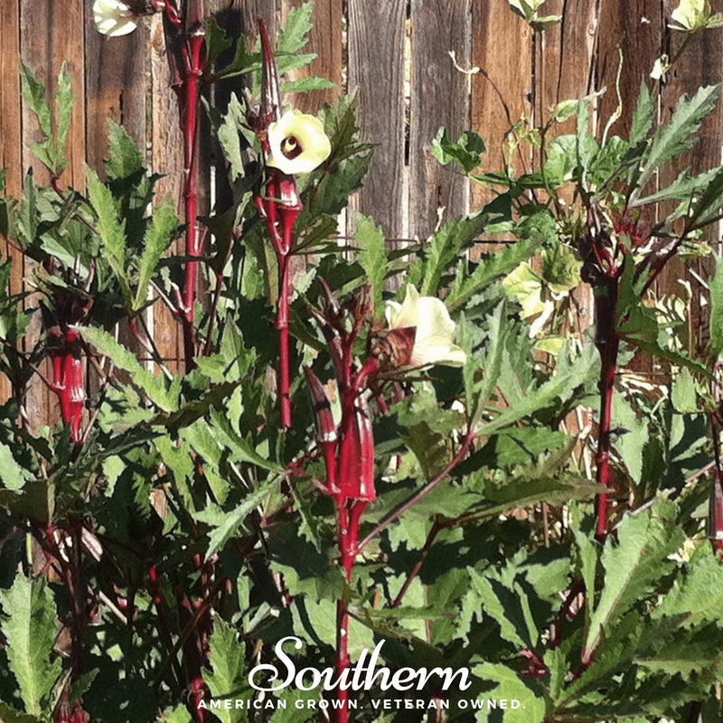 Load image into Gallery viewer, Red Burgundy Okra – 50 Seeds
