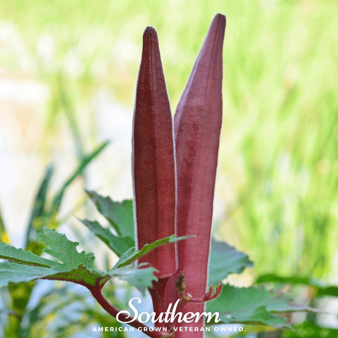 Red Burgundy Okra seeds package, 50 count, GrowTime Garden Supply