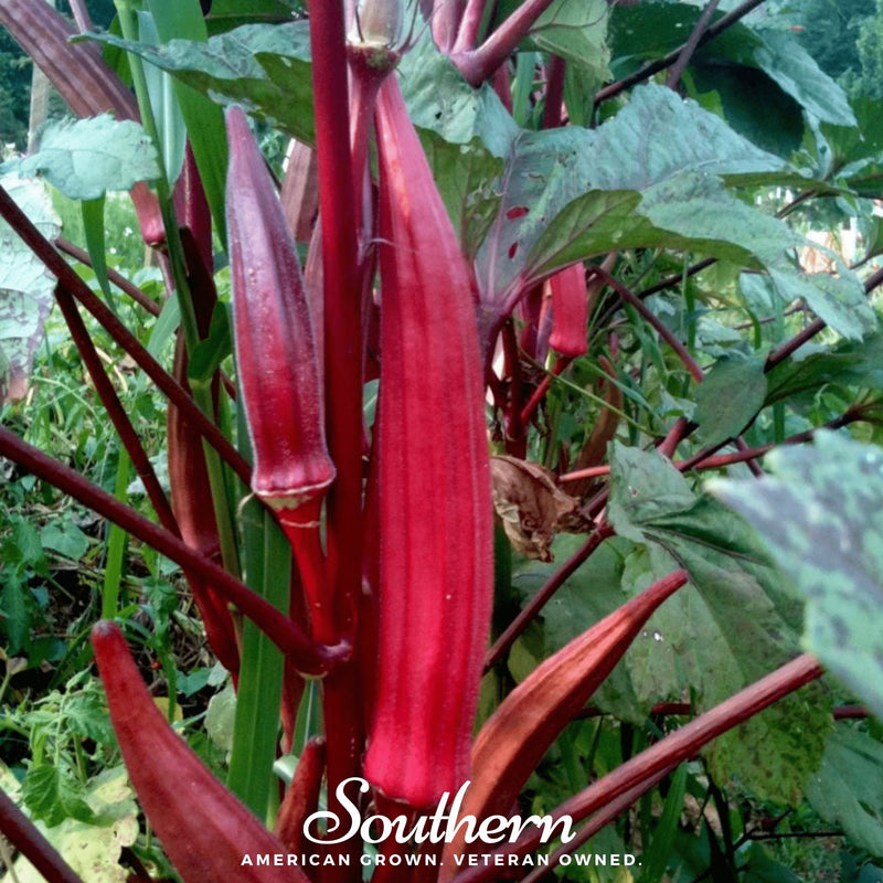 Load image into Gallery viewer, Red Burgundy Okra – 50 Seeds
