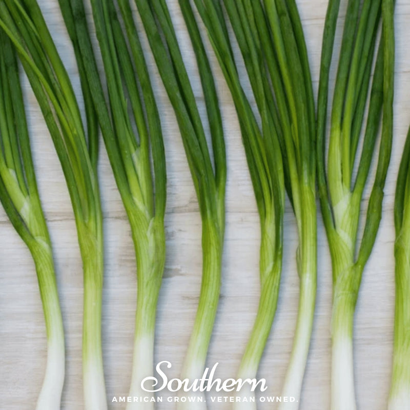Load image into Gallery viewer, Evergreen Bunching Onion – 200 Seeds
