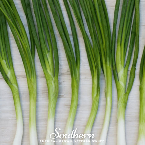 Evergreen Bunching Onion 200 Seeds