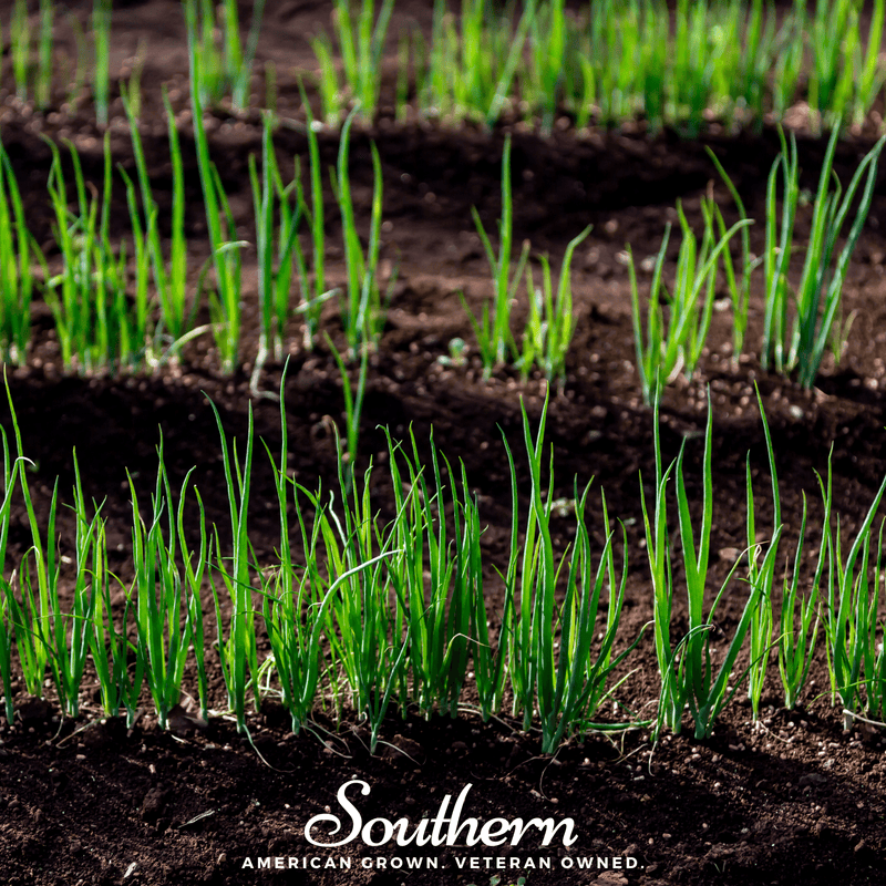 Load image into Gallery viewer, Evergreen Bunching Onion – 200 Seeds

