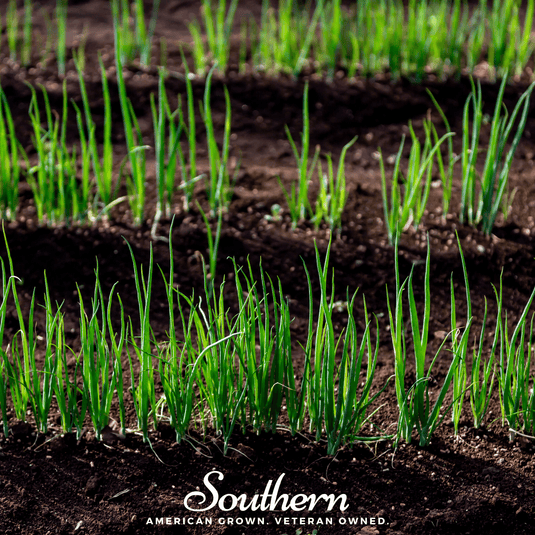 Evergreen Bunching Onion – 200 Seeds