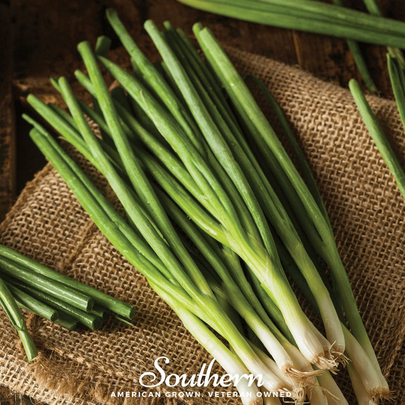 Load image into Gallery viewer, Evergreen Bunching Onion – 200 Seeds
