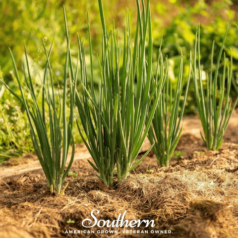 Evergreen Bunching Onion – 200 Seeds, additional product view 2