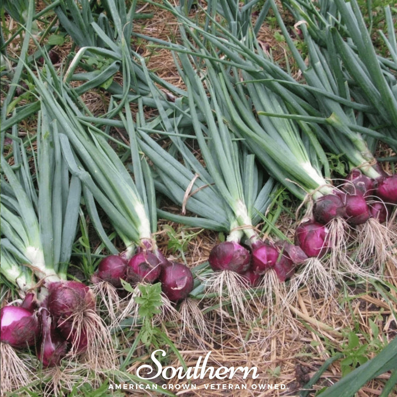 Load image into Gallery viewer, Red Burgundy Onion – 200 Seeds
