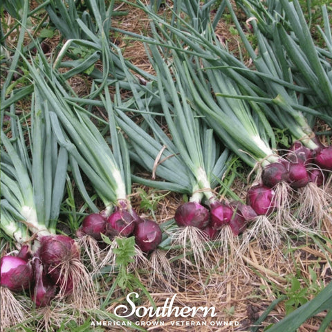 Red Burgundy Onion – 200 Seeds, additional product view 2
