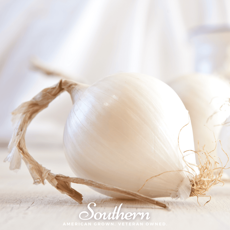 Load image into Gallery viewer, Spanish White Sweet Onion – 200 Seeds
