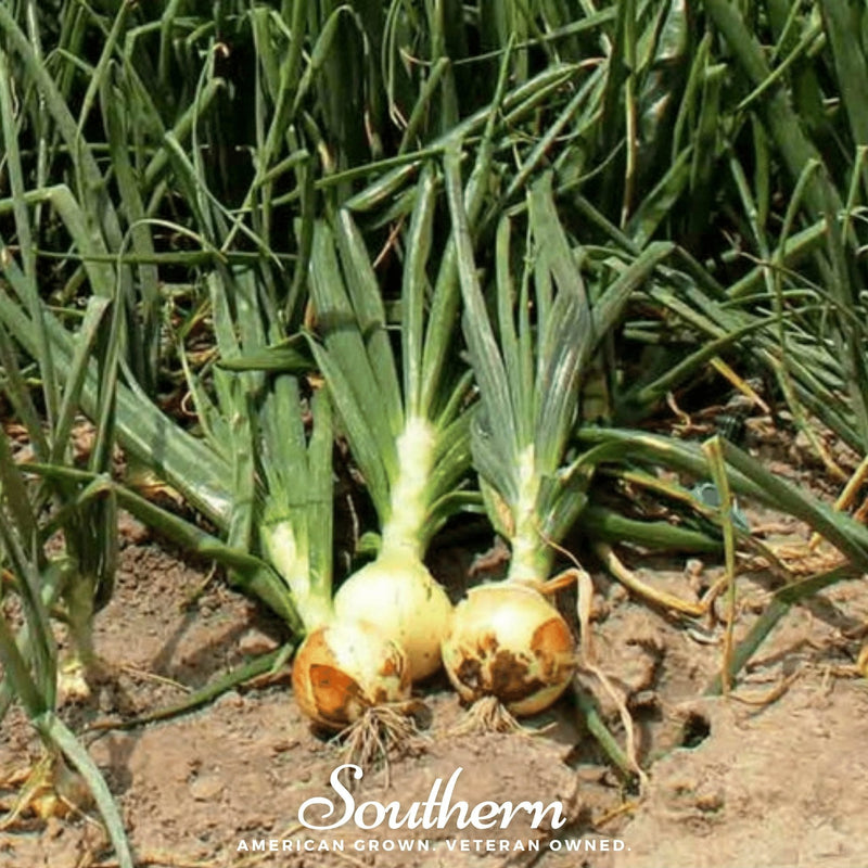 Load image into Gallery viewer, Spanish Yellow Sweet Onion – 200 Seeds
