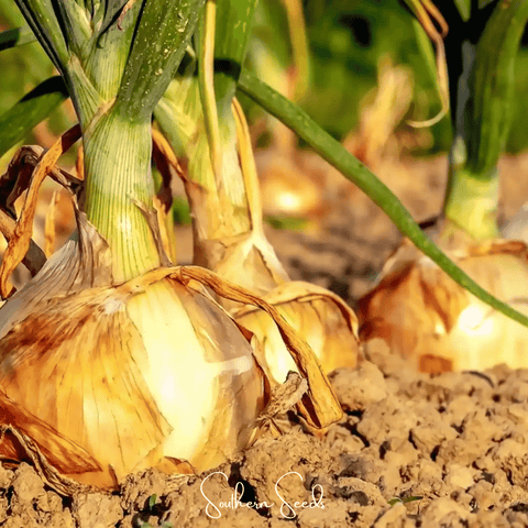 Texas Grano Early Onion – 200 Seeds, additional product view 2