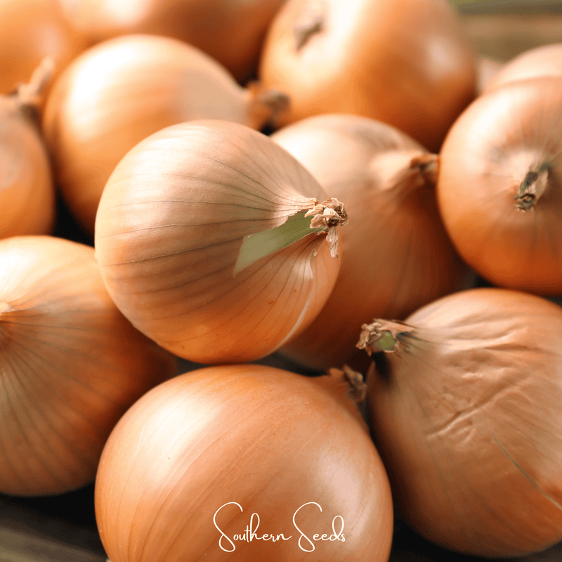 Load image into Gallery viewer, Texas Grano Early Onion – 200 Seeds
