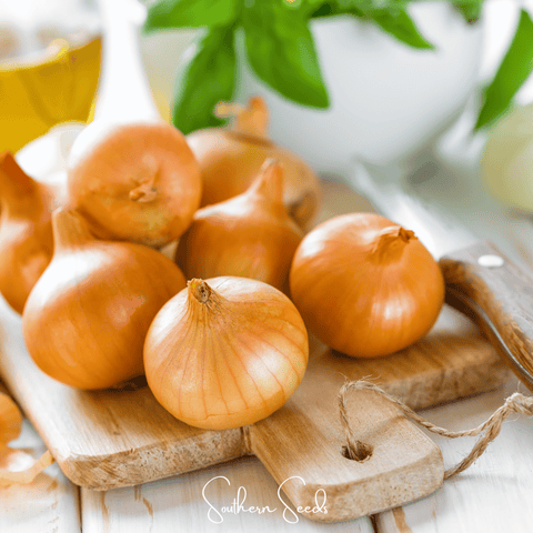 Texas Grano Early Onion 200 Seeds