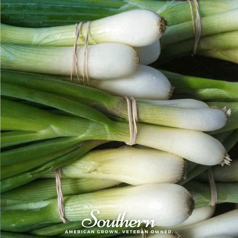 Load image into Gallery viewer, Tokyo Long White Onion – 200 Seeds
