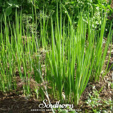 Tokyo Long White Onion – 200 Seeds, additional product view 2
