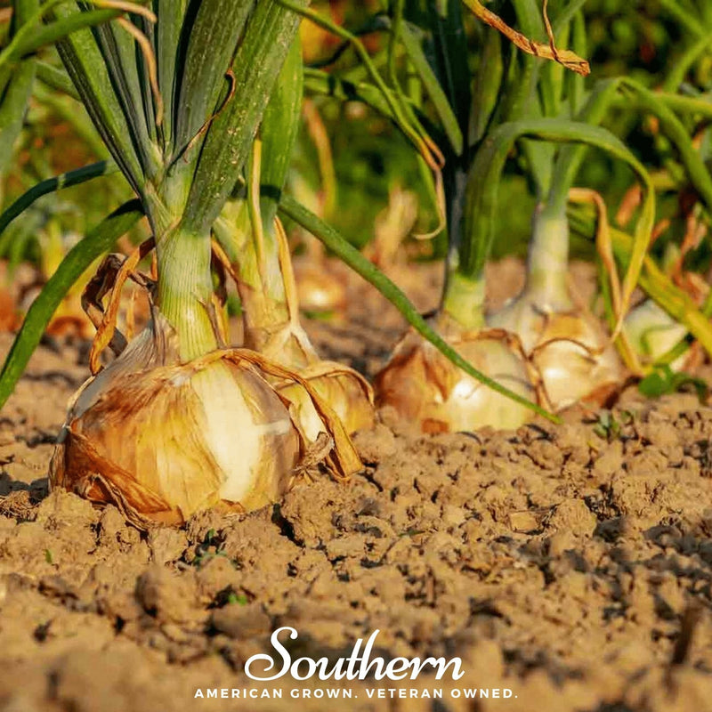 Load image into Gallery viewer, Utah Yellow Sweet Spanish Onion – 200 Seeds
