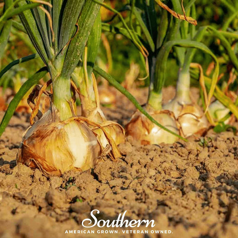 Utah Yellow Sweet Spanish Onion – 200 Seeds, additional product view 2