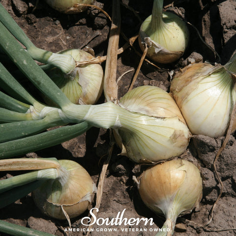 Walla Walla Onion – 200 Seeds, additional product view 2