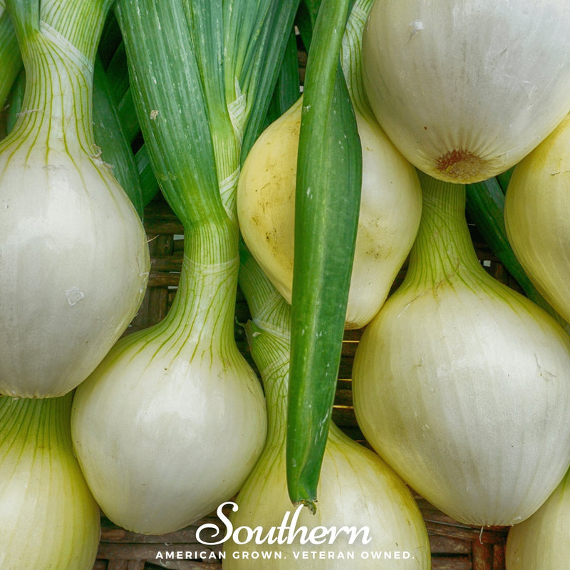 Load image into Gallery viewer, Walla Walla Onion – 200 Seeds
