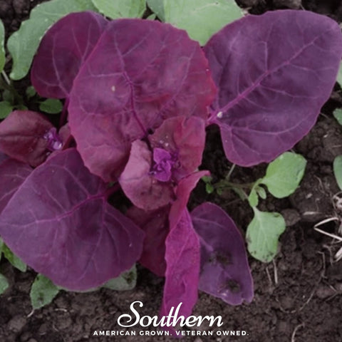Red Plume Orach – 25 Seeds, additional product view 2