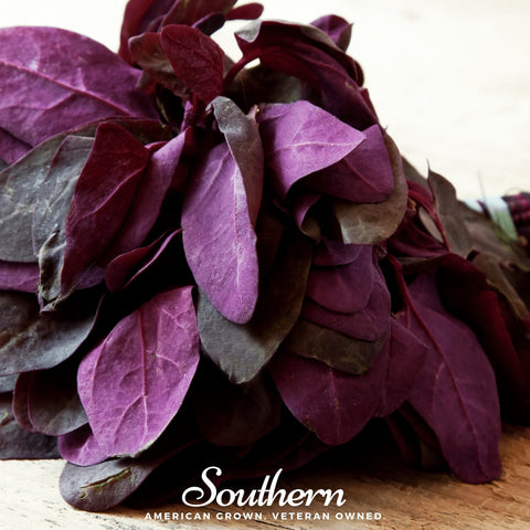 Red Plume Orach seeds package, 25 count, GrowTime Garden Supply