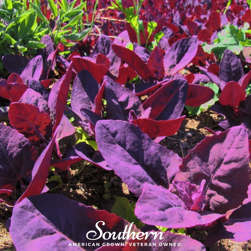 Load image into Gallery viewer, Red Plume Orach – 25 Seeds
