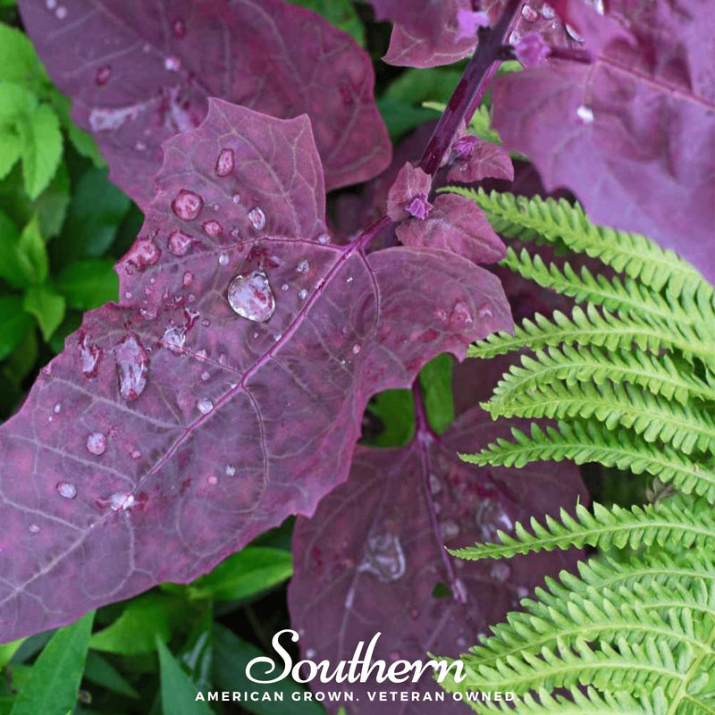 Load image into Gallery viewer, Red Plume Orach – 25 Seeds
