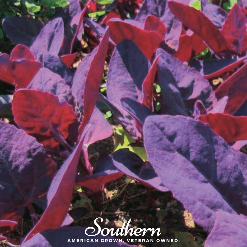 Load image into Gallery viewer, Ruby Red Orach – 25 Seeds
