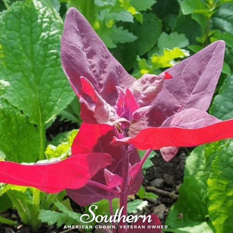 Ruby Red Orach – 25 Seeds, additional product view 2