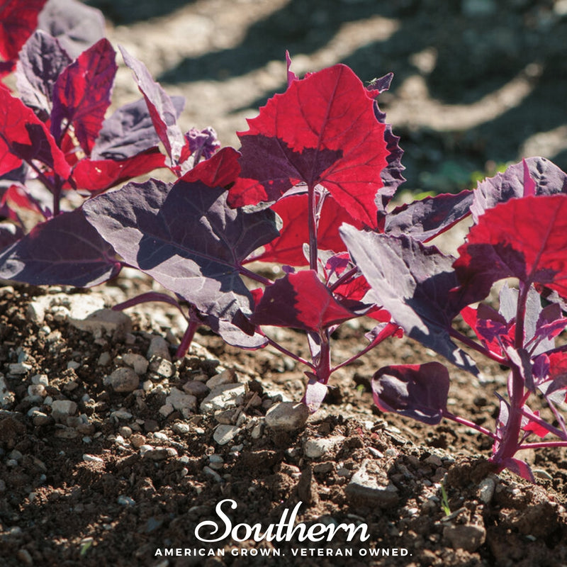 Load image into Gallery viewer, Ruby Red Orach – 25 Seeds
