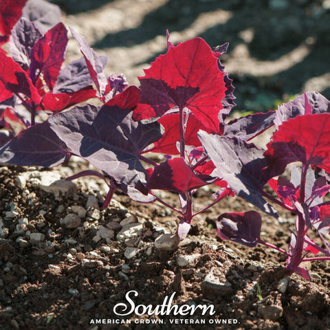 Ruby Red Orach seeds package, 25 count, GrowTime Garden Supply
