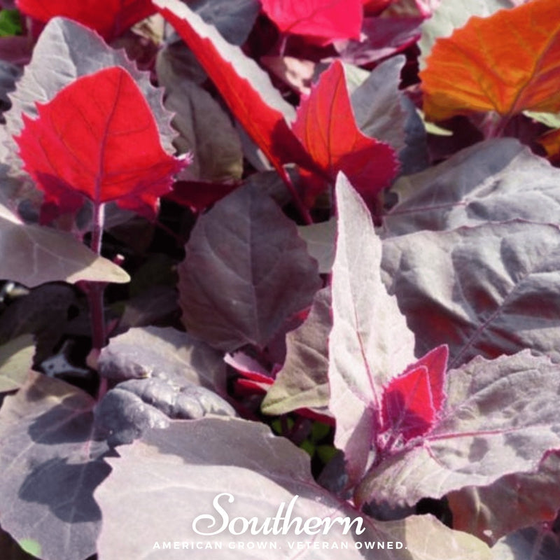 Load image into Gallery viewer, Ruby Red Orach – 25 Seeds
