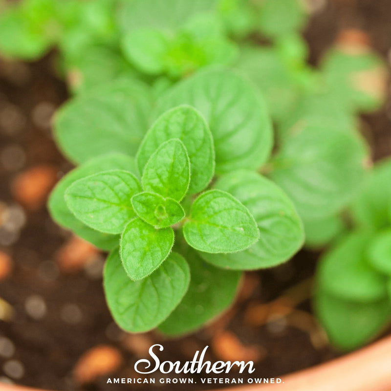 Load image into Gallery viewer, Greek Oregano – 200 Seeds
