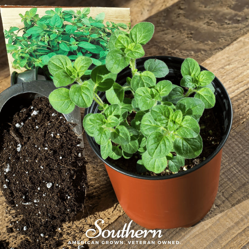Load image into Gallery viewer, Greek Oregano – 200 Seeds
