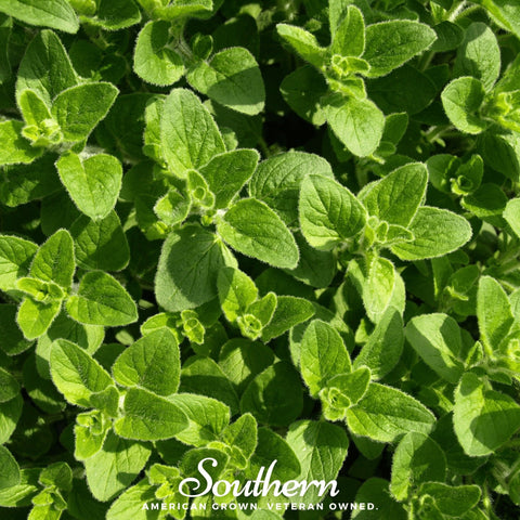 Greek Oregano seeds package, 200 count, GrowTime Garden Supply
