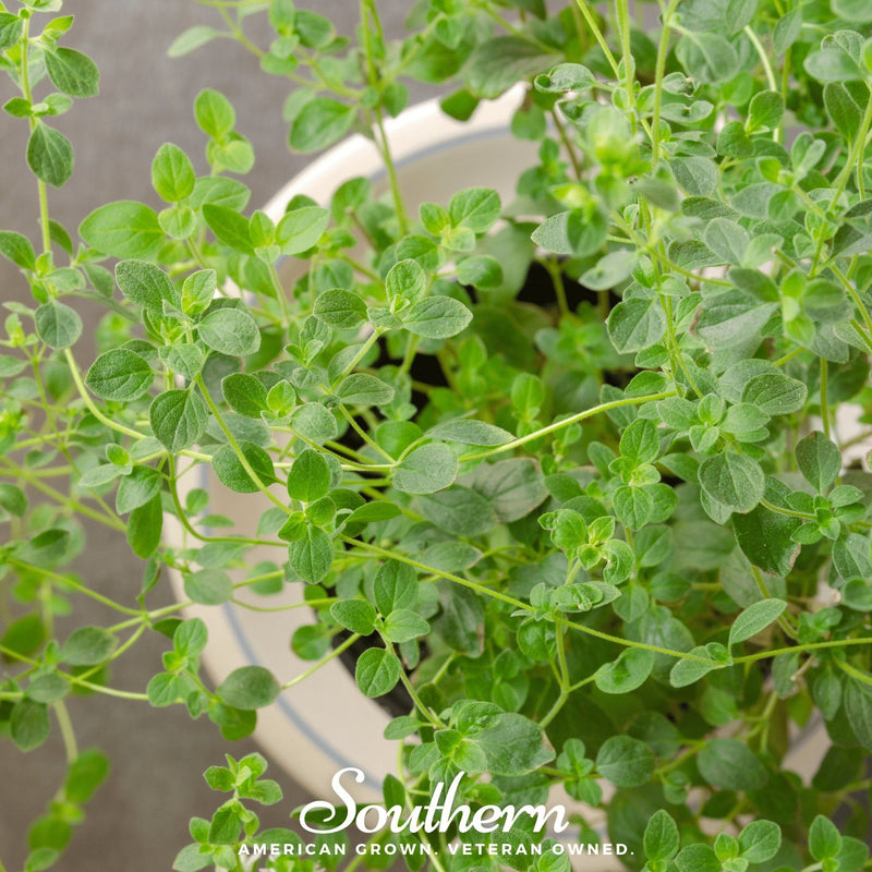 Load image into Gallery viewer, Italian Oregano – 200 Seeds
