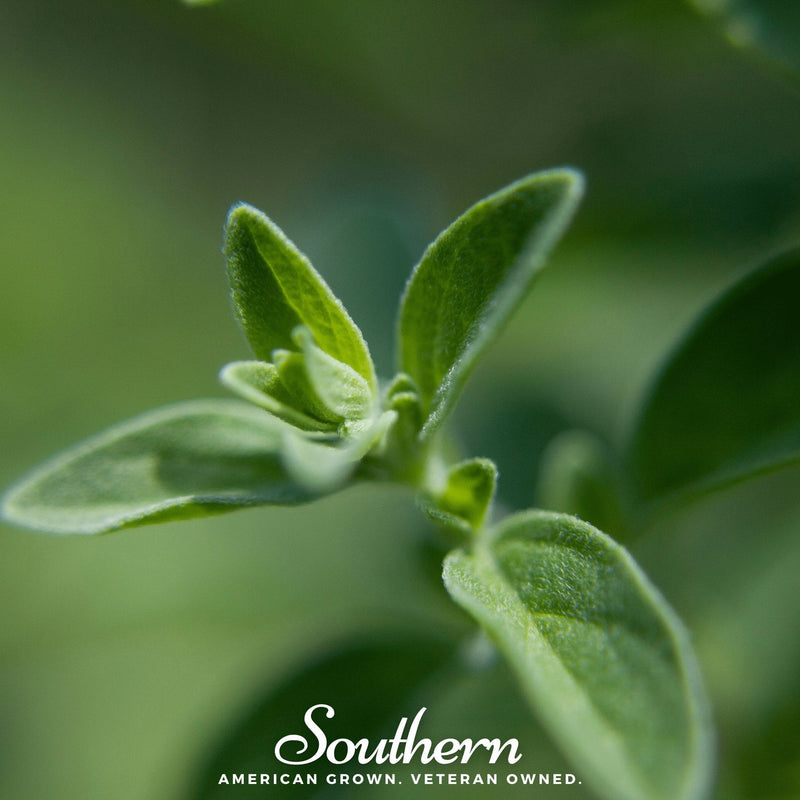 Load image into Gallery viewer, Italian Oregano – 200 Seeds
