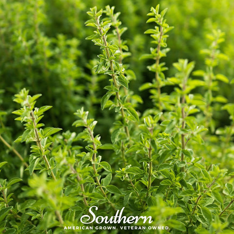 Italian Oregano seeds package, 200 count, GrowTime Garden Supply